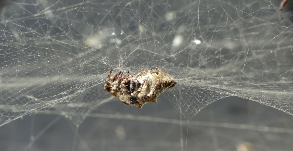 Cyrtophora citricola? S!   - Roma